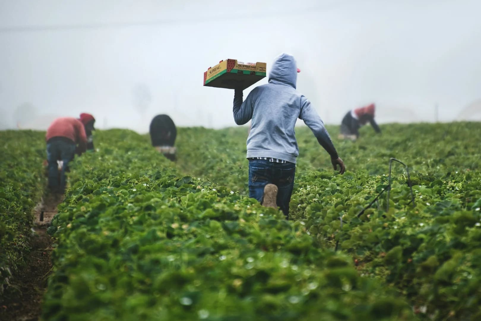 Farm workers harvesting fresh produce in the fields
