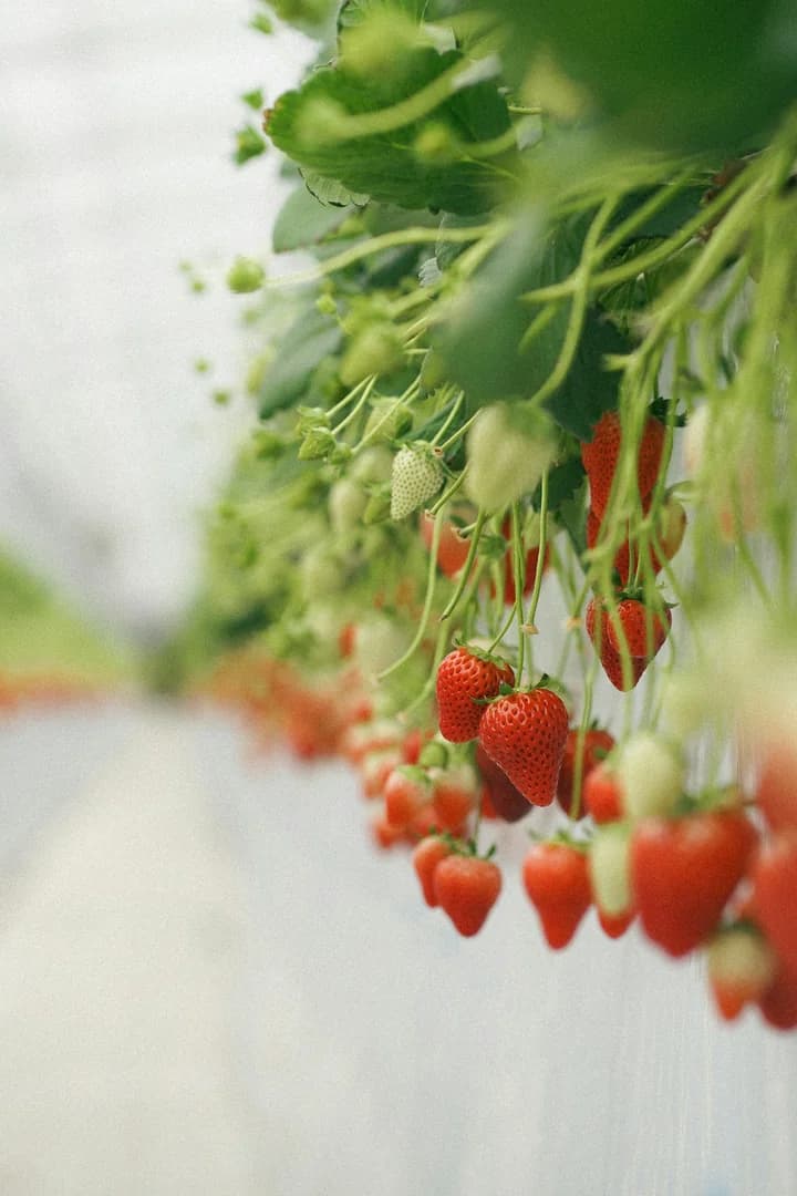 Fresh Yume Skyberry strawberries growing in Cameron Highlands
